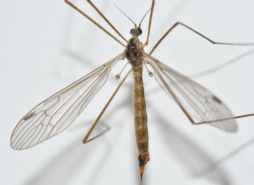 Réf. 358 258 : Austrolimnophila sp.